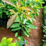 Hass Avocado Seedlings (9 - 12 Months Old)