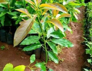 Hass Avocado Seedlings (9 - 12 Months Old)