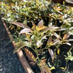 Hass Avocado Seedlings - 5 Months Old