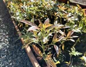 Hass Avocado Seedlings - 5 Months Old