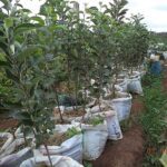 Grafted Pink Lady Apple Seedlings
