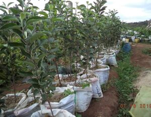 Grafted Pink Lady Apple Seedlings