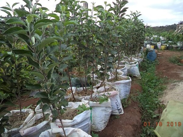 Grafted Pink Lady Apple Seedlings