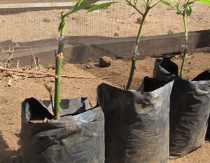 Grafted Fuerte Avocado Seedlings