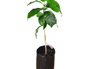 Ruiru 11 Coffee Seedlings