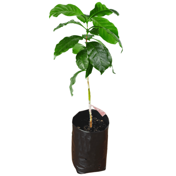 Ruiru 11 Coffee Seedlings