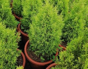 Lemon Cypress Seedlings