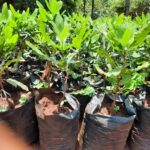Macadamia Seedlings