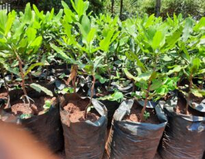 Macadamia Seedlings