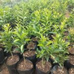 Pixies Orange Seedlings