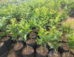 Pixies Orange Seedlings