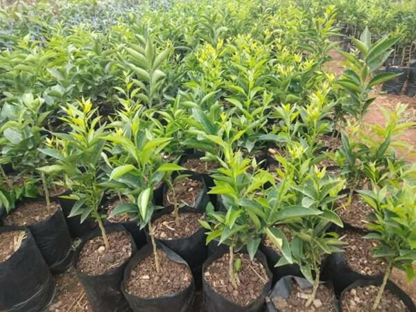 Pixies Orange Seedlings