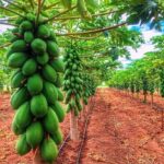 Solo Sunrise Pawpaw Seedlings