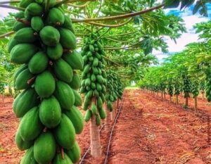Solo Sunrise Pawpaw Seedlings