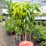 Grafted Mango Seedlings