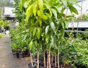 Grafted Mango Seedlings