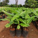 Tissue Culture Banana Seedlings