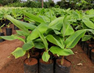 Tissue Culture Banana Seedlings