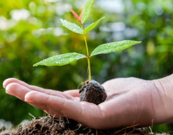 soil-for-avocado-trees