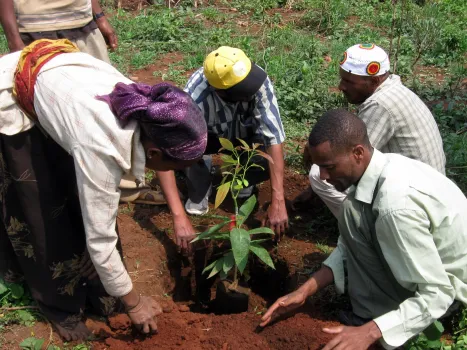 farmers planting avocado seedling together