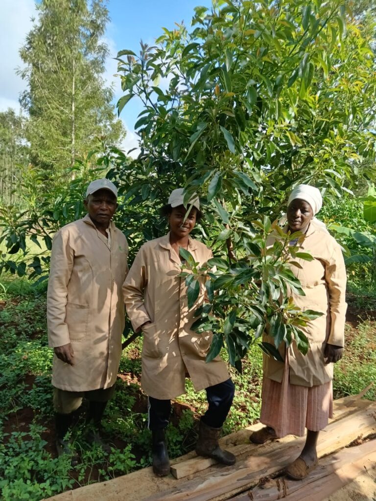 farmers at an a avocado plantation 