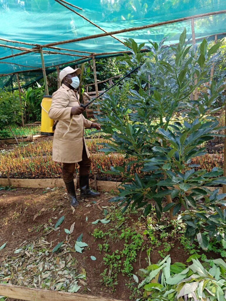 Intercropping with Hass avocados