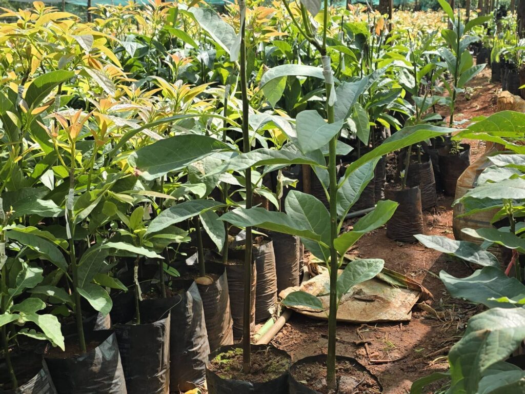 Intercropping with Hass avocados