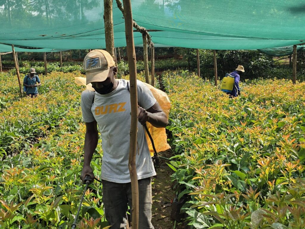 Market Liberalization and Improved Seed Varieties in Kenya