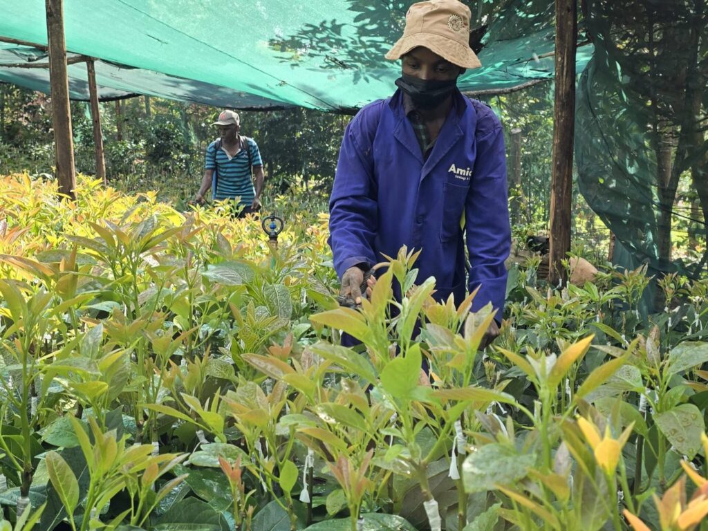 Leveraging Model Farming for Practical Learning