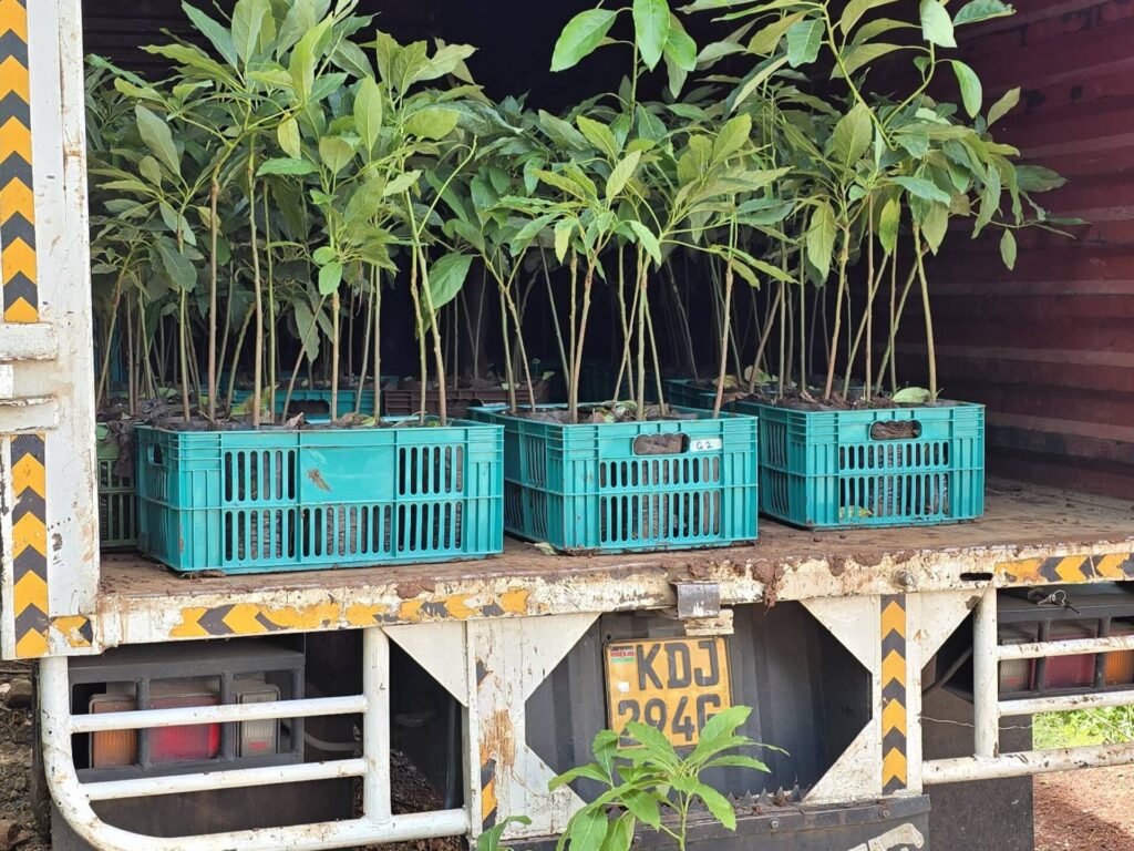 avocado seedlings packed ready for transportation