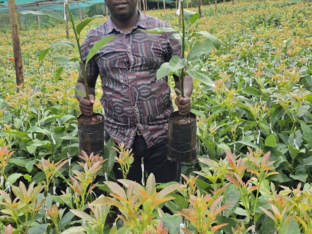 get the right quality seedlings for your avocado farm