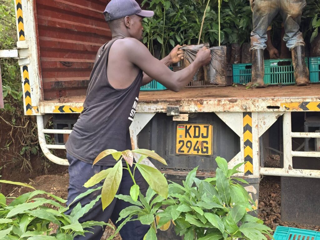 avocado seedlings getting ready for delivery 