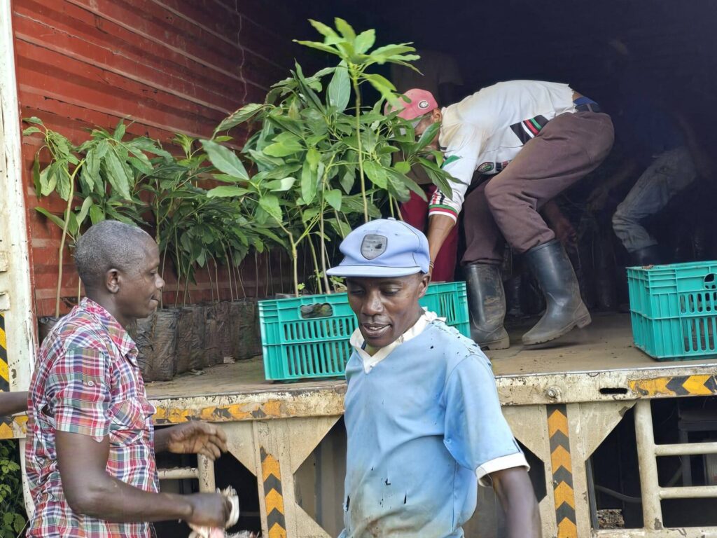 farmers loading avocado seedlings ready for transit