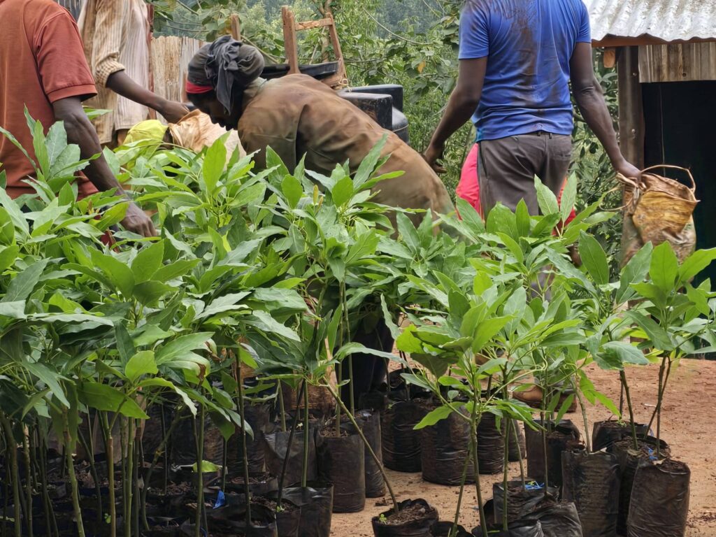 Engaging Youth in Agriculture: Making goo nursery for avocado 