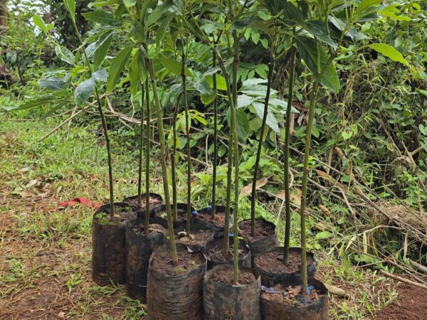 Hass Avocado Seedlings (1 Year Old Seedlings) - Image 10