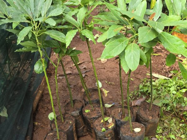 Hass Avocado Seedlings (1 Year Old Seedlings) - Image 8