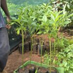 Hass Avocado Seedlings - Offers High-Quality and Certified