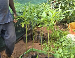 Hass Avocado Seedlings - Offers High-Quality and Certified