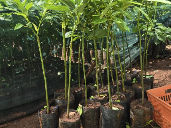 Hass Avocado Seedlings (1 Year Old Seedlings) - Image 6