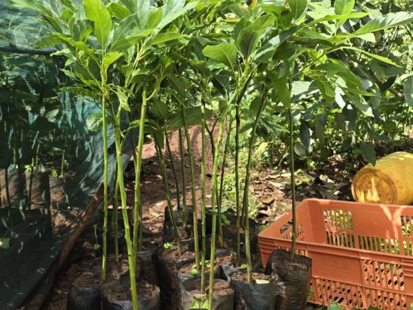 Hass Avocado Seedlings (1 Year Old Seedlings) - Image 5