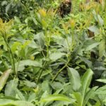 Hass Avocado Seedlings (1 Year Old Seedlings)