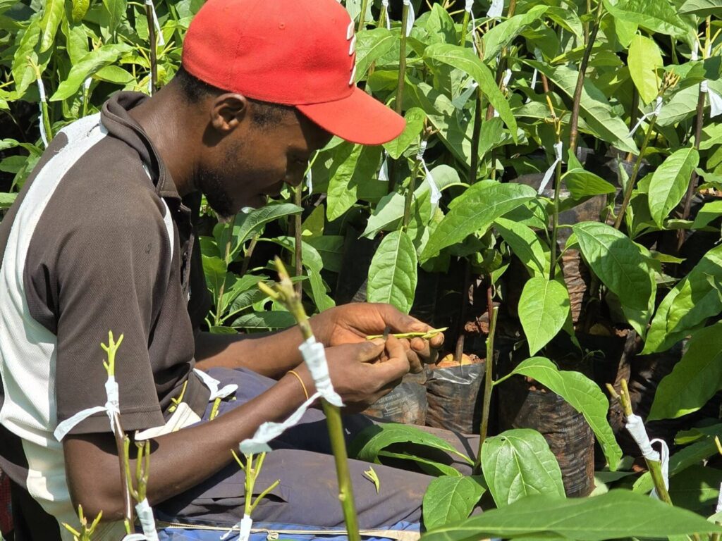 farmer doing grafting for avocado seedlings 