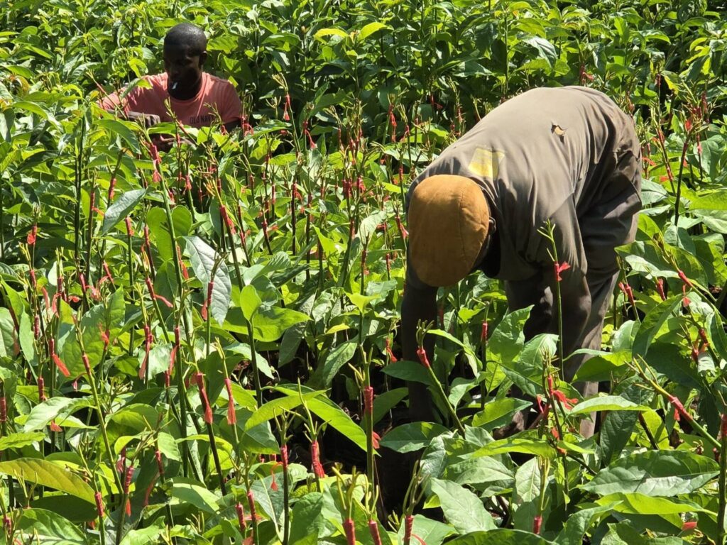 seasonal planting calendar, farmers preparing seedlings
