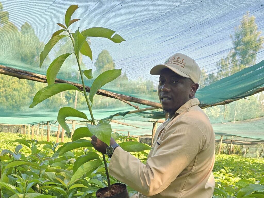 A farmer from Royal Hass avocado  Seedlings inspecting seedlings ready for planting.