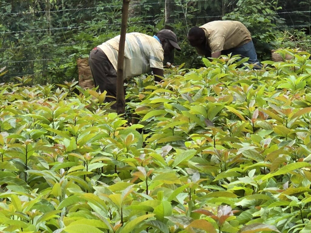 avocado farming in kenya