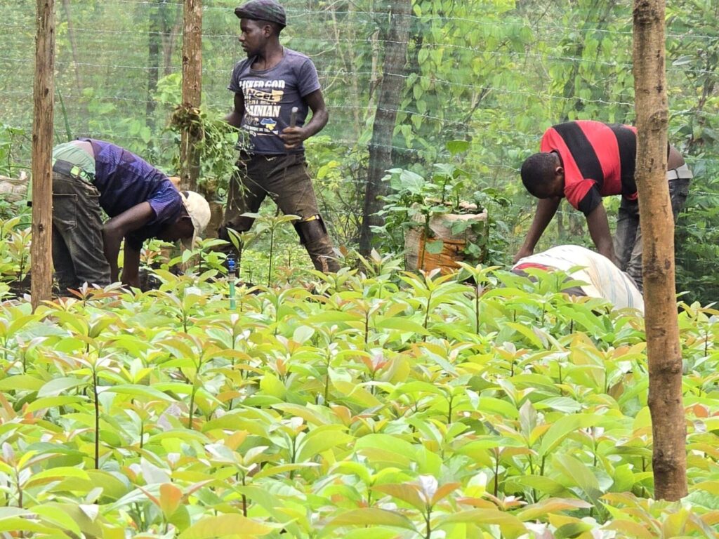 Completing Professional Avocado Farming Training Sessions