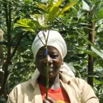 Grafted Fuerte Avocado Seedlings - High Quality Seedlings