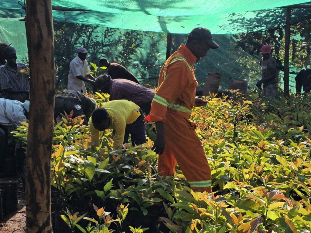 Supporting Women and Youth in Agribusiness with Royal Seedlings