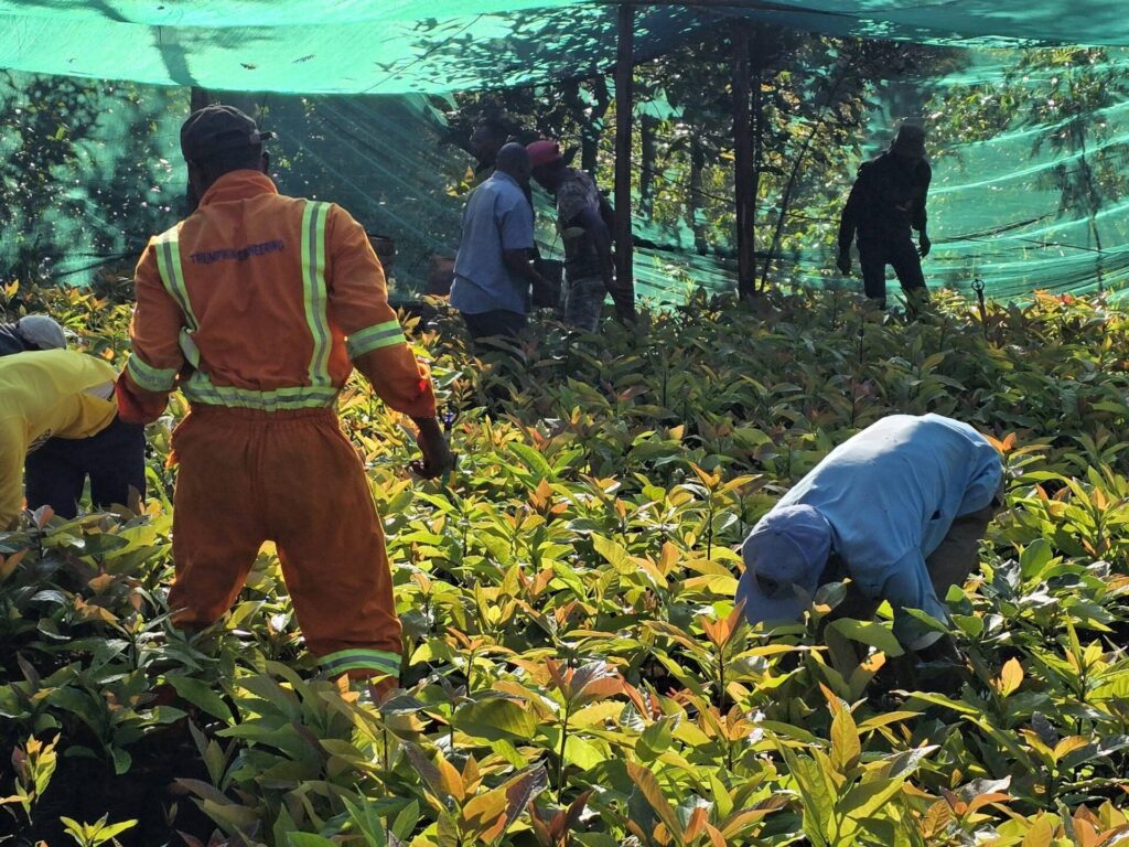 farmers weeding avocado seedlings 