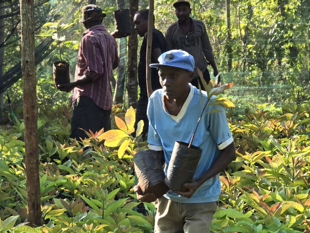 Good nursery: Learning how to make a good nursery for seedlings 